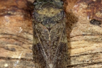Le Grand Diable. Spcimen trouv mort dans le bureau (Homoptre - Cicadellidae - Ledra aurita)